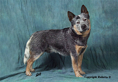 Vater des J Wurfes - King